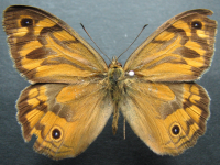 Adult Male Upper of Common Brown - Heteronympha merope merope